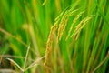 Asia paddy rice Royalty Free Stock Photo