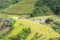 Asia rice field by harvesting season in Mu Cang Chai district, Yen Bai, Vietnam. Terraced paddy fields are used widely in rice, wh Royalty Free Stock Photo