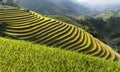 Asia rice field by harvesting season in Mu Cang Chai district, Yen Bai, Vietnam. Terraced paddy fields are used widely in rice, wh