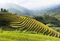 Asia rice field by harvesting season in Mu Cang Chai district, Yen Bai, Vietnam. Terraced paddy fields are used widely in rice, wh Royalty Free Stock Photo