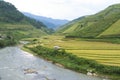 Asia rice field by harvesting season in Mu Cang Chai district, Yen Bai, Vietnam. Terraced paddy fields are used widely in rice, wh Royalty Free Stock Photo