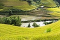 Asia rice field by harvesting season in Mu Cang Chai district, Yen Bai, Vietnam. Terraced paddy fields are used widely in rice, wh Royalty Free Stock Photo