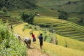 Asia rice field by harvesting season in Mu Cang Chai district, Yen Bai, Vietnam. Terraced paddy fields are used widely in rice, wh Royalty Free Stock Photo