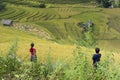 Asia rice field by harvesting season in Mu Cang Chai district, Yen Bai, Vietnam. Terraced paddy fields are used widely in rice, wh Royalty Free Stock Photo