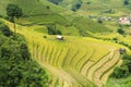 Asia rice field by harvesting season in Mu Cang Chai district, Yen Bai, Vietnam. Terraced paddy fields are used widely in rice, wh Royalty Free Stock Photo