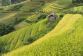 Asia rice field by harvesting season in Mu Cang Chai district, Yen Bai, Vietnam. Terraced paddy fields are used widely in rice, wh Royalty Free Stock Photo