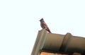 Asia`s Red-vented Bulbul bird