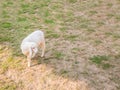 An Asia sheep walk around farm on dry lawn
