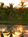 South India, Kerala, Nedungolam, Lake Paravur, sunset over the backwaters of Kerala