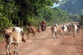 ASIA SOUTHEASTASIA LAOS KHAMMUAN REGION Royalty Free Stock Photo