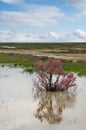 Blooming saksaul trees in the flooded plains.