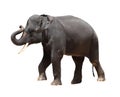 Asia Thai elephant isolated Royalty Free Stock Photo