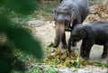 ASIA THAILAND CHIANG ELEPHANT CAMP