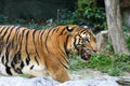 Asia tiger