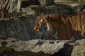 An Asia tiger is going in his habitat Royalty Free Stock Photo