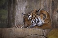 An Asia tiger is sleeping in his habitat Royalty Free Stock Photo