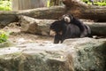 Asia Tropical Wildlife Animal, Asiatic Black Bear moon bear, white-chested bear is a medium-sized bear species native to Asia an Royalty Free Stock Photo