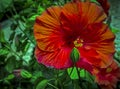 Asia, Vietnam, Da Lat, Gardens, Hibiscus furcellatus