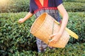 Asia Woman picking tea Royalty Free Stock Photo