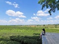 Asia woman take a view of Choui Fong tea plantation at Chiangrai, Thailand