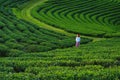 Choui Fong Tea Plantation Viewpoint, Tea Plantation, Chiang Rai Province, Thailand