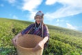 Asia worker farmer women were picking tea leaves for traditions in the sunrise morning Royalty Free Stock Photo