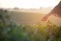 Asia worker farmer women were picking tea leaves for traditions in the sunrise morning at tea plantation nature. Royalty Free Stock Photo