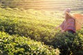 Asia worker farmer women were picking tea leaves for traditions in the sunrise morning at tea plantation nature