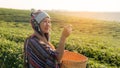 Asia worker farmer women were picking tea leaves for traditions in the sunrise morning at tea plantation nature. Royalty Free Stock Photo