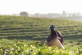 Asia worker farmer women were picking tea leaves for traditions in the sunrise morning at tea plantation nature, Royalty Free Stock Photo