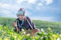 Asia worker farmer women were picking tea leaves for traditions in the sunrise morning at tea plantation Royalty Free Stock Photo