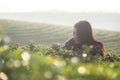 Asia worker farmer women were picking tea leaves for traditions in the sunrise morning at tea plantation nature. Royalty Free Stock Photo