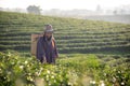 Asia worker farmer women were picking tea leaves for traditions in the sunrise morning at tea plantation nature Royalty Free Stock Photo