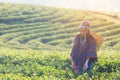 Asia worker farmer women were picking tea leaves for traditions in the sunrise and sunny morning at tea plantation nature outdoor,