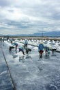 Asia worker, salt marsh, working