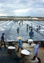 Asia worker, salt marsh, working