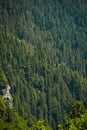 Asia's most dense forest - Green valley located in Kufri, shimla, Himachal Pradesh in India .