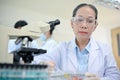 Asian aged female scientist or researcher concentrating working on her medical project in the lab Royalty Free Stock Photo