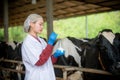 Woman Asian agronomist or animal doctor collecting milk sample at dairy farm