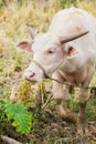 Asian albino buffalo.