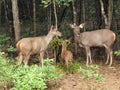 Asian antelope family Royalty Free Stock Photo