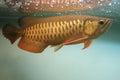 Asian arowana