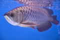 Asian arowana