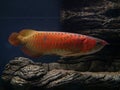 Asian Arowana