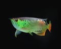 Asian Arowana fish