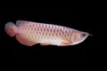 Asian Arowana fish