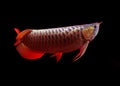 Asian Arowana fish on black background