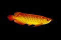 Asian Arowana fish,dragon fish