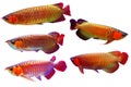 Asian arowana Fish Set in a White Background.