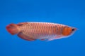 Asian Arowana Red fish